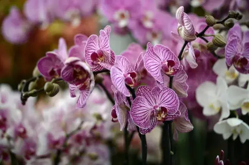 Moth Orchid (Phalaenopsis orchid)