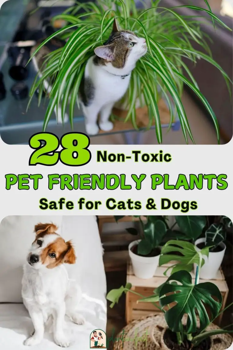 Non-Toxic Indoor House Plants for Pets