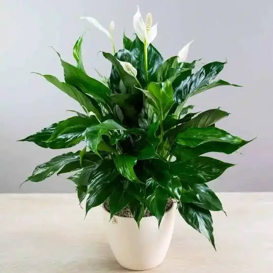 Peace Lily (Spathiphyllum)