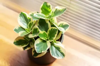 Peperomia (Peperomia spp.)