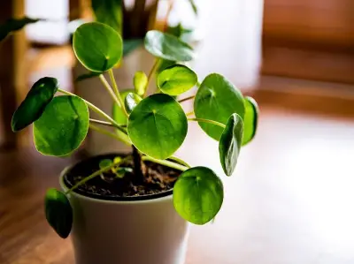 Pilea Peperomioides (Chinese Money Plant)