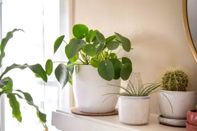 Pilea (Pilea peperomioides)