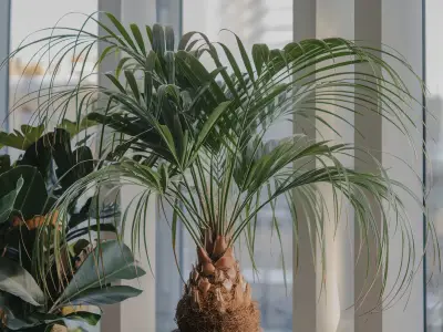 Ponytail Palm (Beaucarnea recurvata)