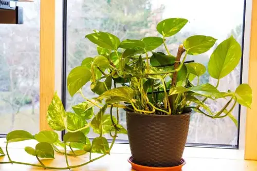 Pothos (Epipremnum aureum)