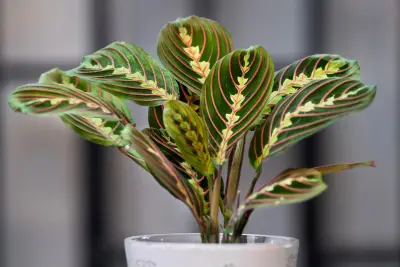 Prayer Plant (Maranta leuconeura)