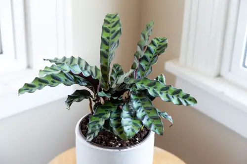 Rattlesnake Plant (Calathea lancifolia)