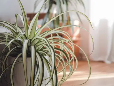 Spider Plant (Chlorophytum comosum)