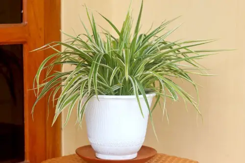 Spider Plant (Chlorophytum comosum)