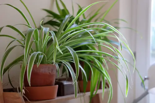 Spider Plant (Chlorophytum comosum)