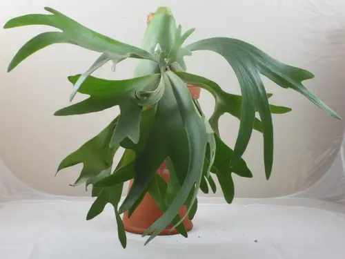 Staghorn Fern (Platycerium bifurcatum)