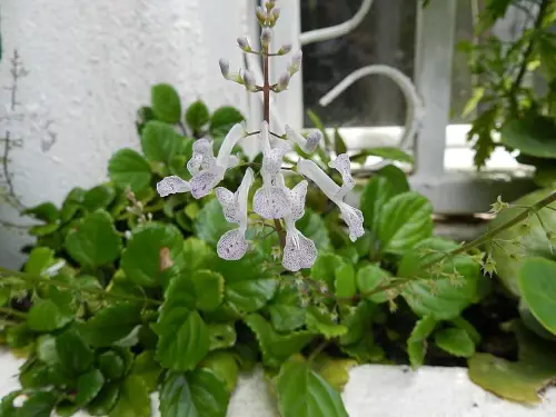 Swedish Ivy (Plectranthus verticillatus)