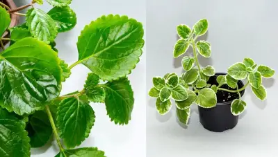 Swedish Ivy (Plectranthus verticillatus)