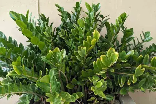 ZZ Plant (Zamioculcas zamiifolia)