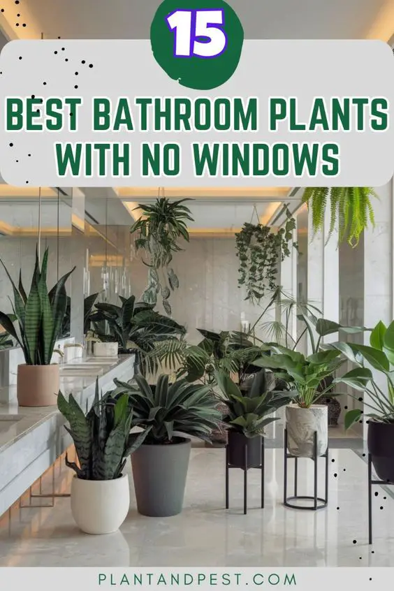 Plants for Bathrooms with No Windows