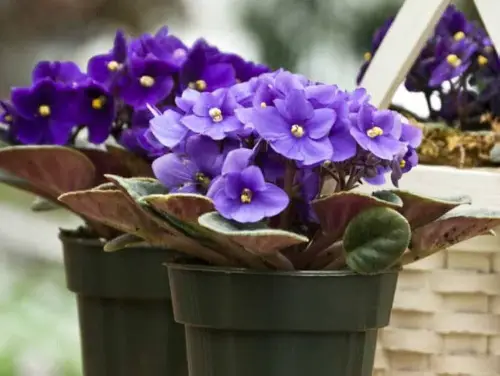 african violet (saintpaulia spp.)