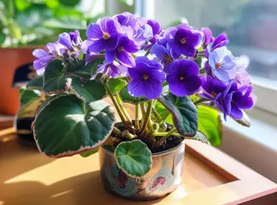 african violet (saintpaulia)