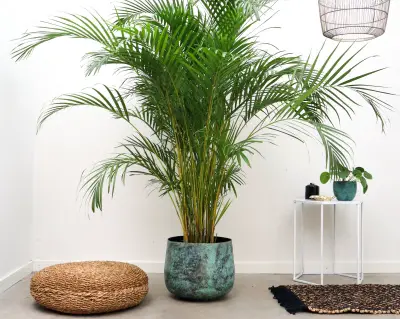 Areca Palm (Dypsis lutescens)