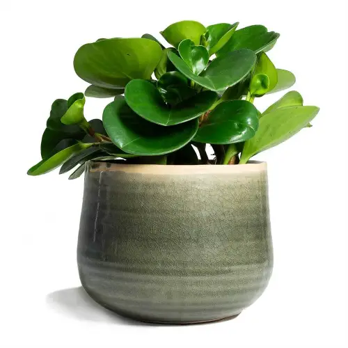 baby rubber plant (peperomia obtusifolia)