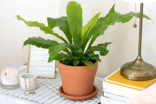 bird’s nest fern (asplenium nidus)