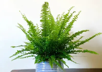 boston fern (nephrolepis exaltata)