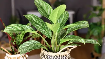 chinese evergreen (aglaonema spp.)