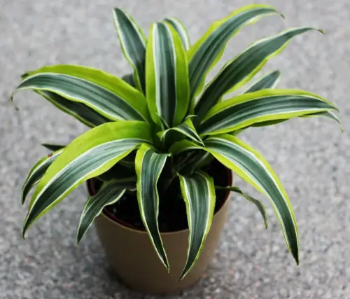 Dracaena (Dracaena spp.)