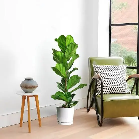 fiddle leaf fig (ficus lyrata)