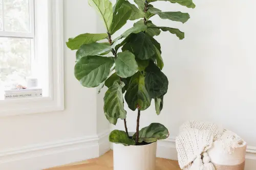 fiddle leaf fig (ficus lyrata)