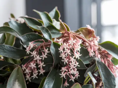 hoya (hoya spp.)