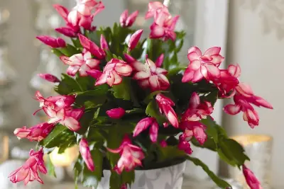 hristmas Cactus (Schlumbergera)