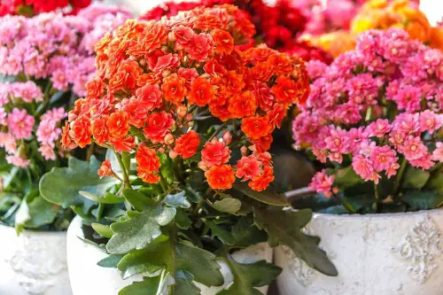 kalanchoe (kalanchoe spp.)