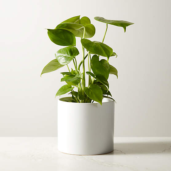 Matte White Ceramic Planter