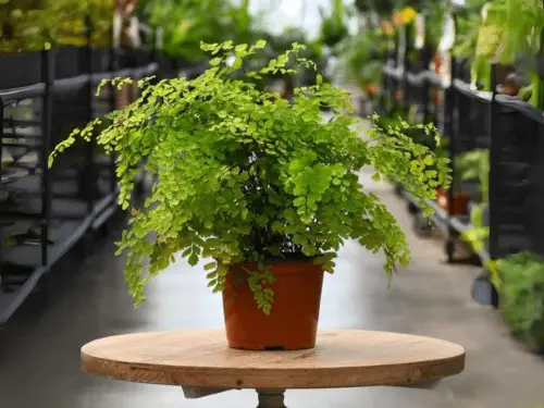 maidenhair fern (adiantum spp.)