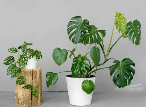 monstera deliciosa (swiss cheese plant)