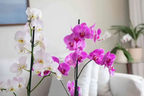 orchids (orchidaceae)