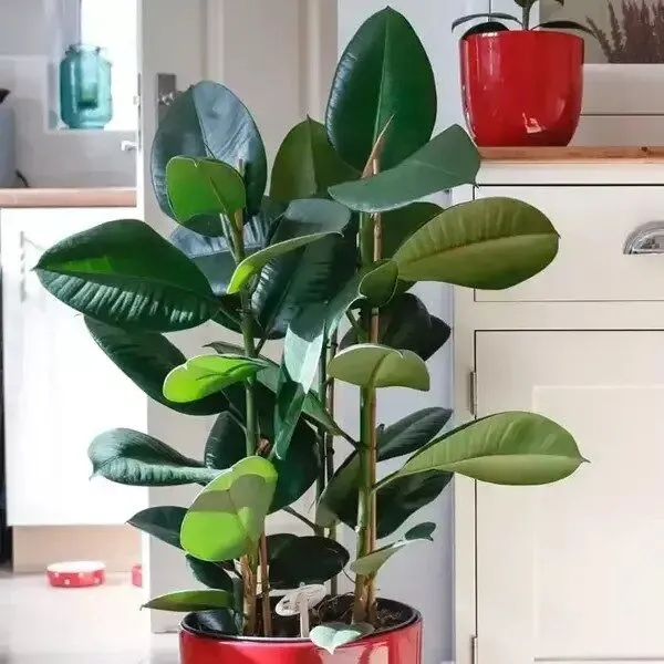 rubber-plant