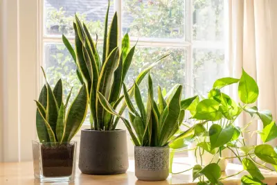 snake plant (sansevieria)