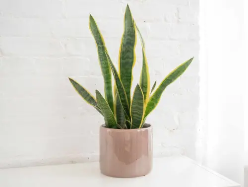 snake plant (sansevieria trifasciata)