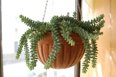 urro’s Tail (Sedum morganianum)