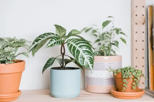 zebra plant (aphelandra squarrosa)