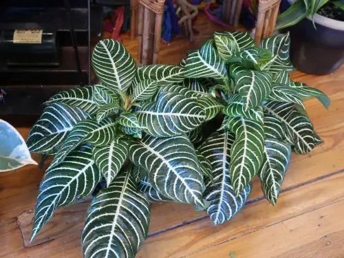 zebra plant (aphelandra squarrosa)