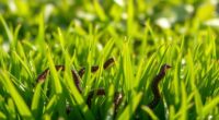 armyworm identification in turf