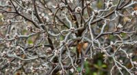 assessing hawthorn vitality