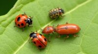 beetle identification differences