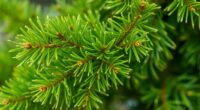 bird s nest spruce browning causes