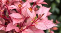 blush pink nandina troubleshooting