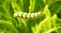 cabbage looper lifecycle management