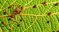 caterpillar damage indicators