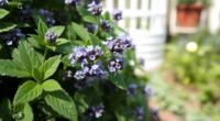 catmint browning stress recovery
