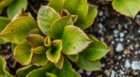 causes of laurel leaf browning